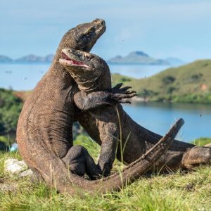 komodo dragon komodo huges